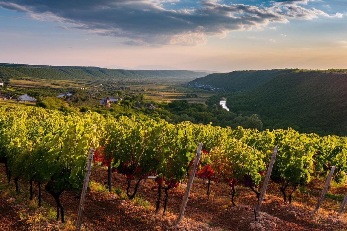 Vinuri de Terroir: Cum Influentează Solul, Clima și Geografia Aromele Vinului în Republica Moldova